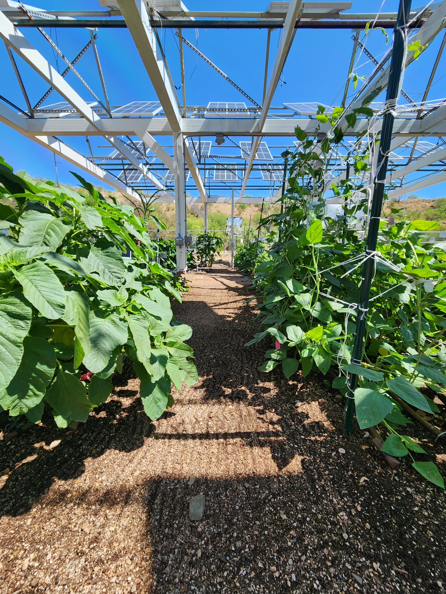 Rows of leafy vegetables and vining crops growing in a gravel pathway garden bed beneath an elevated array of solar panels, with desert hills and blue sky visible through the gaps between panels.